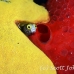 blenny_spinyhead_pat_jar_h_0047_cub2400.jpg